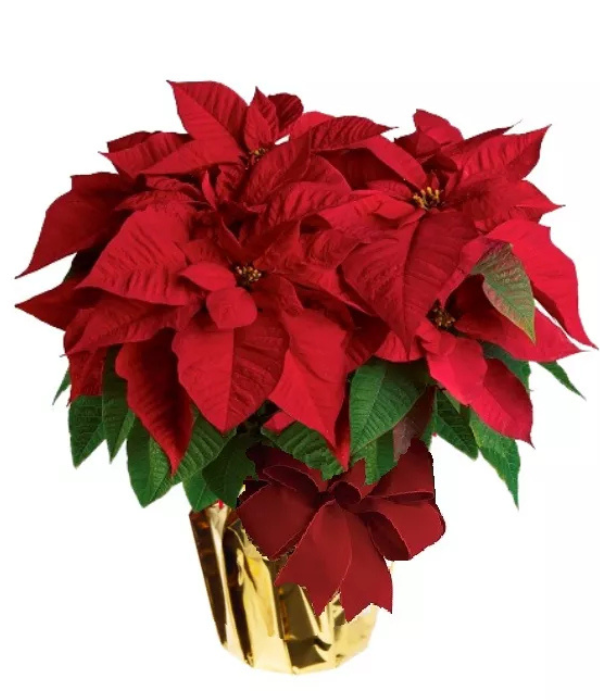 Deluxe Poinsettia Special